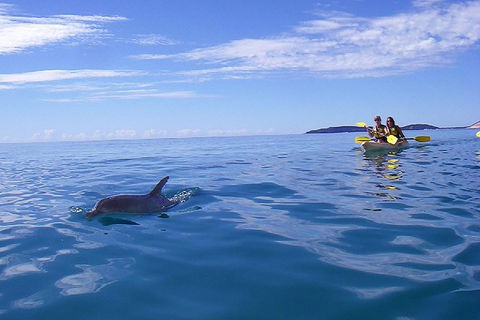 Kayak With Dolphins And 4WD Great Beach Drive Day Trip From Noosa - 2032 Olympic Games 2