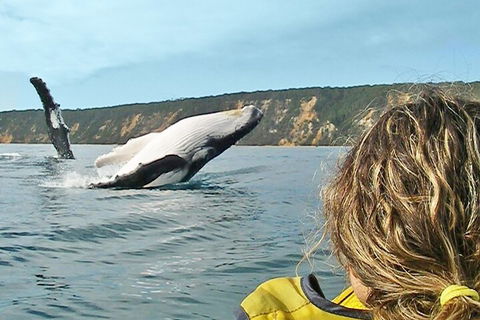 Kayak With Dolphins And 4WD Great Beach Drive Day Trip From Noosa - 2032 Olympic Games 3