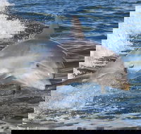 Noosa Oceanrider Scenic Dolphin Safari - 2032 Olympic Games