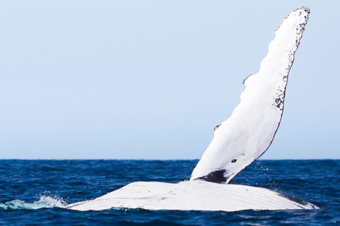 2-Hour Guided Whale Watching Tour At Noosa - 2032 Olympic Games 0