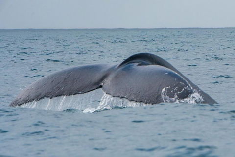 2-Hour Guided Whale Watching Tour At Noosa - 2032 Olympic Games 1