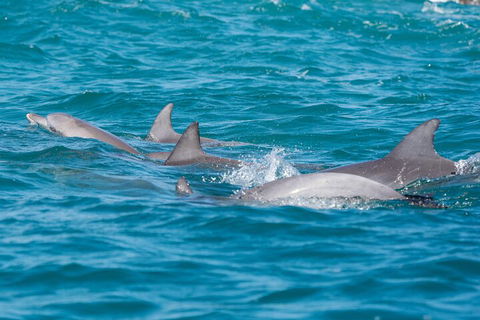 2-Hour Guided Whale Watching Tour At Noosa - 2032 Olympic Games 2