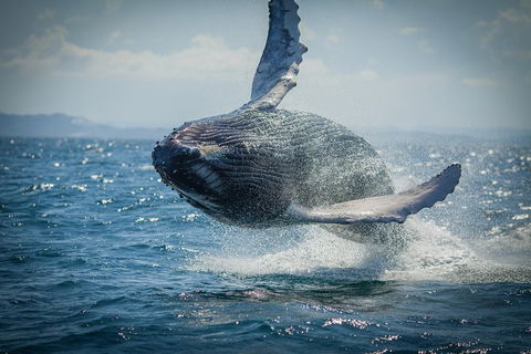 2-Hour Guided Whale Watching Tour At Noosa - 2032 Olympic Games 3