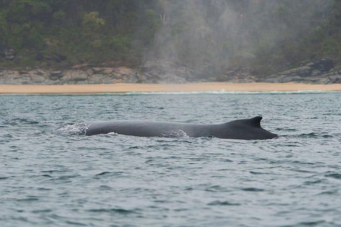2-Hour Guided Whale Watching Tour At Noosa - 2032 Olympic Games 5