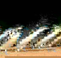 Phillip Island Penguins Private Tour - 2032 Olympic Games