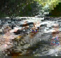 Daintree Rainforest Cape Tribulation Mossman Gorge Small-Group Day Tour - 2032 Olympic Games
