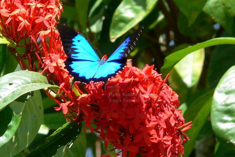 Daintree Rainforest, Cape Tribulation, Mossman Gorge Small-Group Day Tour - 2032 Olympic Games 2