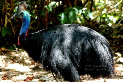 Daintree Rainforest, Cape Tribulation, Mossman Gorge Small-Group Day Tour - 2032 Olympic Games 3