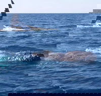 Noosa Whale Watching - 2032 Olympic Games