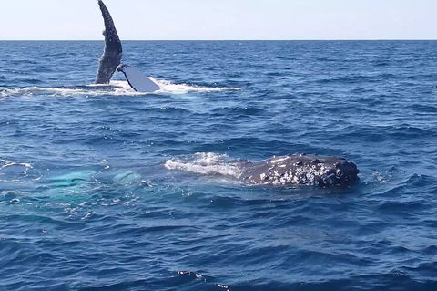 Noosa Whale Watching - 2032 Olympic Games 0