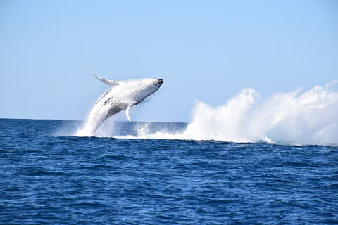 Noosa Whale Watching - 2032 Olympic Games 1