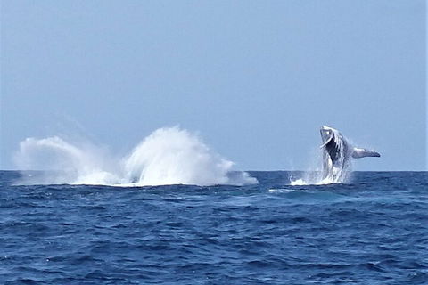 Noosa Whale Watching - 2032 Olympic Games 2