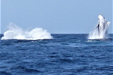 Noosa Whale Watching - 2032 Olympic Games 3