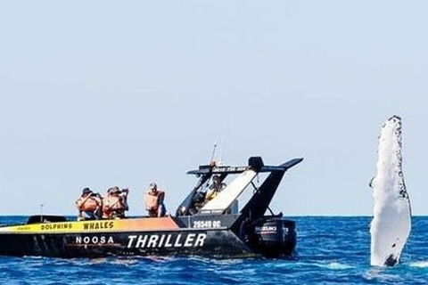 Noosa Whale Watching - 2032 Olympic Games 4