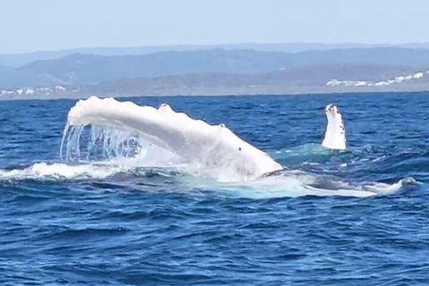 Noosa Whale Watching - 2032 Olympic Games 5