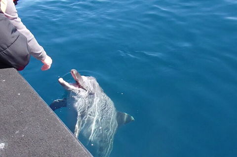 Noosa Wild Dolphin Safari - 2032 Olympic Games 0