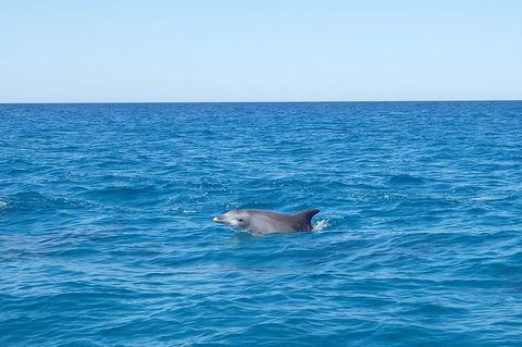 Noosa Wild Dolphin Safari - 2032 Olympic Games 1