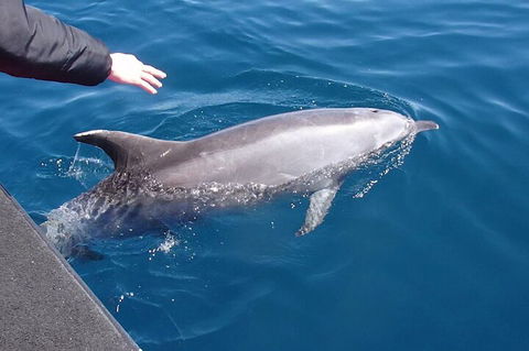 Noosa Wild Dolphin Safari - 2032 Olympic Games 2