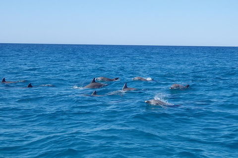 Noosa Wild Dolphin Safari - 2032 Olympic Games 3