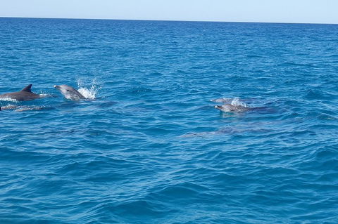 Noosa Wild Dolphin Safari - 2032 Olympic Games 4