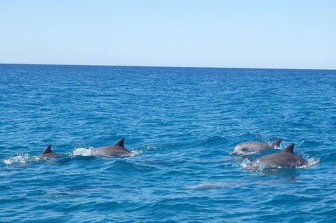 Noosa Wild Dolphin Safari - 2032 Olympic Games 5