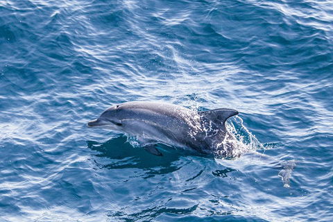 All Inclusive Dolphin And Tangalooma Wrecks Cruise - 2032 Olympic Games 1