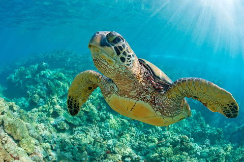 All Inclusive Dolphin And Tangalooma Wrecks Cruise - 2032 Olympic Games 3