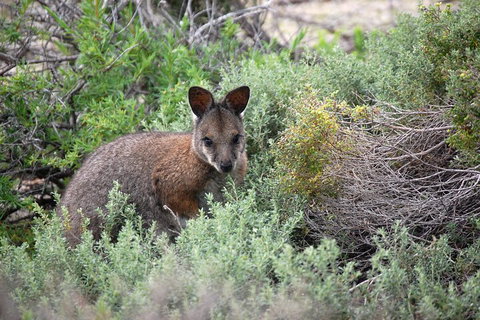 Pink Lake + Abrolhos Islands Nature Tour - 2032 Olympic Games 1