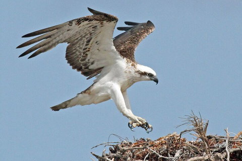 Pink Lake + Abrolhos Islands Nature Tour - 2032 Olympic Games 3