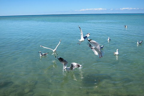 Pink Lake + Abrolhos Islands Nature Tour - 2032 Olympic Games 5