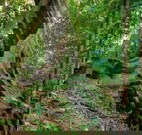 Private Daintree Mossman Gorge Exclusive Nature and Wildlife Focus - 2032 Olympic Games