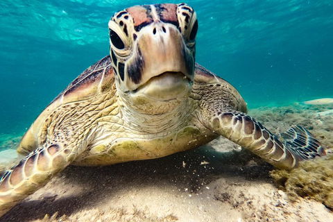 Sail, Snorkel, SUP & Kayak Charter Whitsundays - 2032 Olympic Games 0