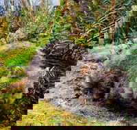 Cradle Mountain National Park Day Tour from Launceston - 2032 Olympic Games