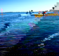 Penguin and Seal Islands Sea Kayaking Experience - 2032 Olympic Games