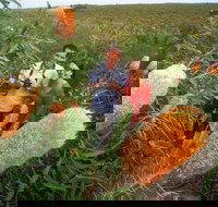 Best of Perth Wildflower Season Day Trip - 2032 Olympic Games