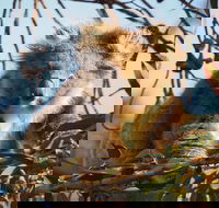 2-Hour Koala Walking Tour in Kangaroo Island - 2032 Olympic Games