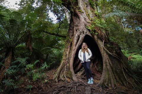 Great Ocean Road Small-Group Ecotour From Melbourne - 2032 Olympic Games 4