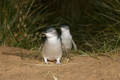 Phillip Island Penguin, Brighton Beach, Moonlit Sanctuary From Melbourne - 2032 Olympic Games 2
