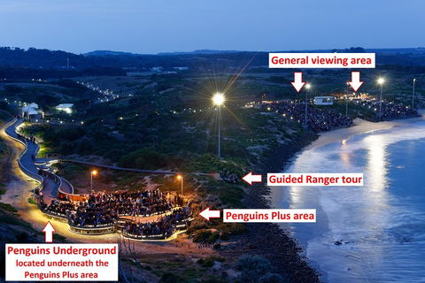 Phillip Island Penguin, Brighton Beach, Moonlit Sanctuary From Melbourne - 2032 Olympic Games 4