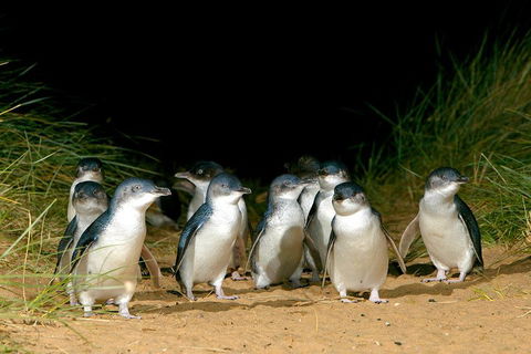 Phillip Island Penguin, Brighton Beach, Moonlit Sanctuary From Melbourne - 2032 Olympic Games 5