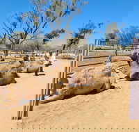 West MacDonnell Ranges Half-Day Small-Group Tour with Camel Ride - 2032 Olympic Games