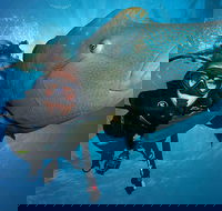 Great Barrier Reef Snorkeling and Diving Cruise from Cairns - 2032 Olympic Games