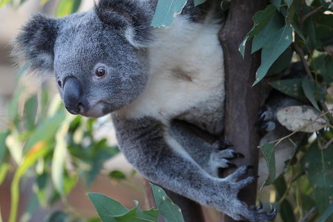 Sydney Attractions Pass: SEA LIFE Aquarium, Sydney Tower Eye, WILD LIFE Zoo And Madame Tussauds - 2032 Olympic Games 2