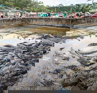 Hartley's Crocodile Adventures Day Trip from Palm Cove - 2032 Olympic Games