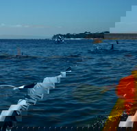 Mornington Peninsula Kayak Coastline Tour of Dolphin Sanctuary - 2032 Olympic Games