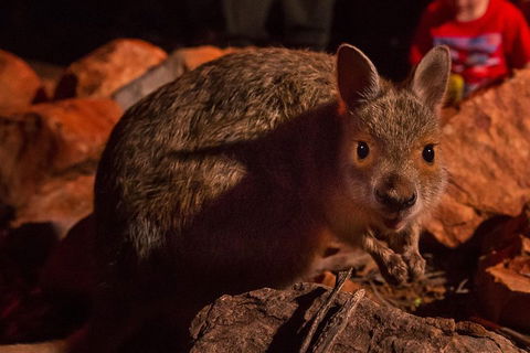 Alice Springs Desert Park Nocturnal Tour - 2032 Olympic Games 3
