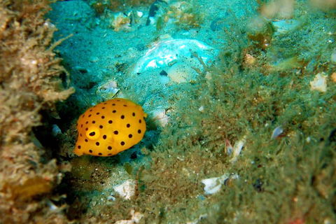 Wave Break Island Scuba Diving On The Gold Coast - 2032 Olympic Games 3