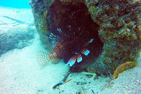 Wave Break Island Scuba Diving On The Gold Coast - 2032 Olympic Games 5