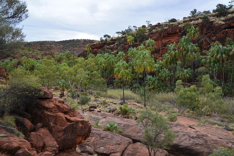 Palm Valley And Hermannsburg 1 Day 4WD Tour - 2032 Olympic Games 4