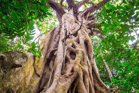 Mossman Gorge Adventure Day - 2032 Olympic Games 1
